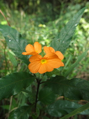 Crossandra infundibuliformis
