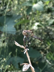 Sympetrum striolatum