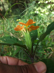 Crossandra infundibuliformis