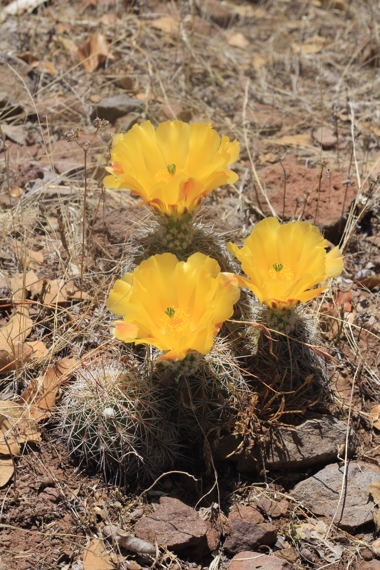 Echinocereus stoloniferus