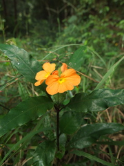 Crossandra infundibuliformis