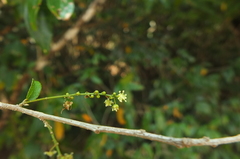 Croton klotzschianus