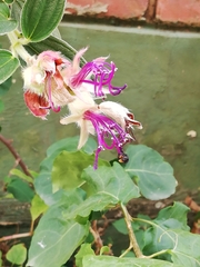 Trigona fulviventris