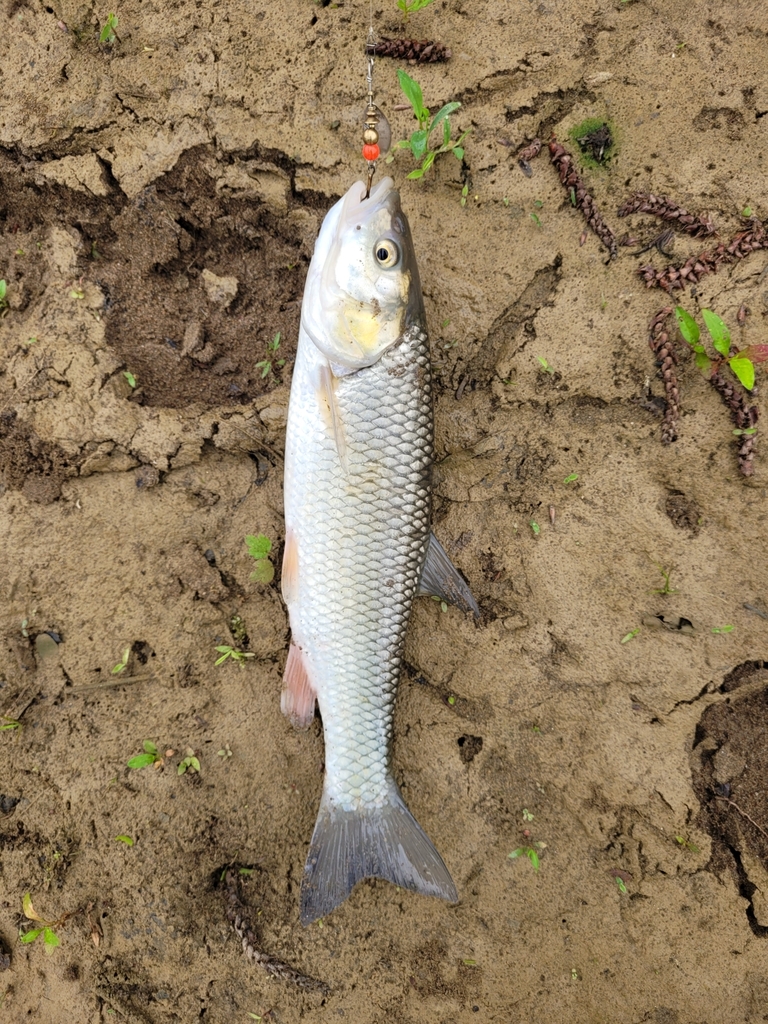 Squalius orientalis