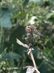 Sympetrum striolatum