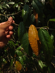 Croton klotzschianus
