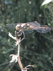 Sympetrum striolatum