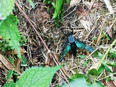 Microstylum oberthurii