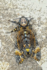 Acherontia