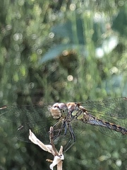 Sympetrum striolatum
