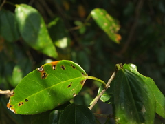 Croton klotzschianus
