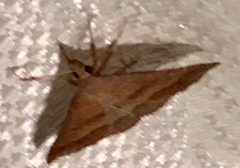 Renia flavipunctalis