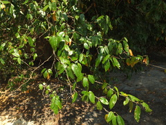 Croton klotzschianus