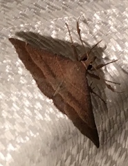 Renia flavipunctalis