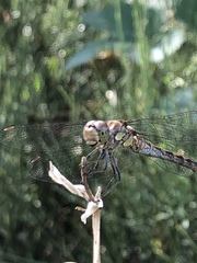 Sympetrum striolatum