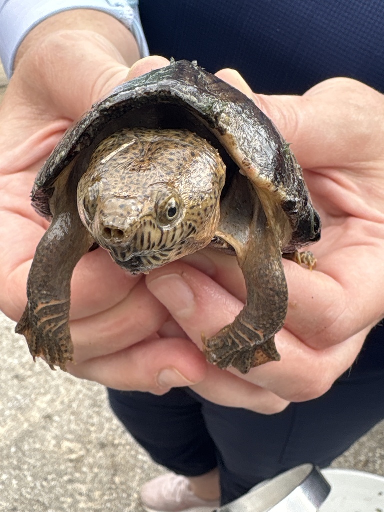 Razor-backed Musk Turtle from Harvey's Way, Humble, TX, US on April 25 ...