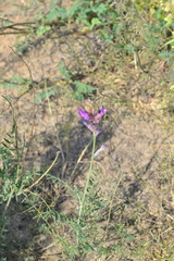 Astragalus varius