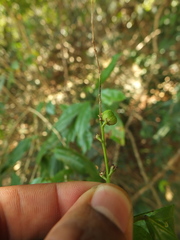 Croton klotzschianus