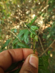 Croton klotzschianus