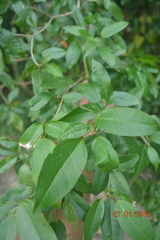 Croton klotzschianus