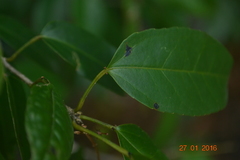 Croton klotzschianus