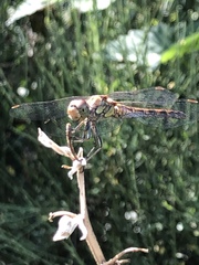 Sympetrum striolatum