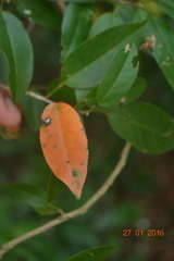 Croton klotzschianus