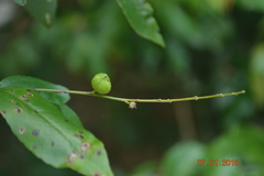 Croton klotzschianus