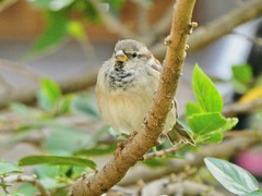 Passer domesticus