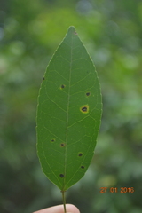 Croton klotzschianus