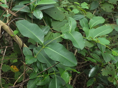 Cryptolepis