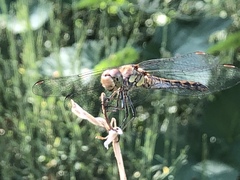 Sympetrum striolatum