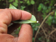 Cryptolepis
