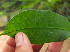 Cryptolepis