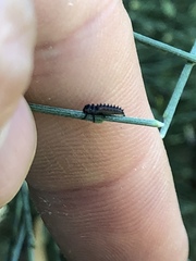 Coccinellidae