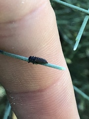 Coccinellidae