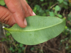 Cryptolepis