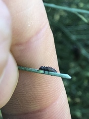 Coccinellidae