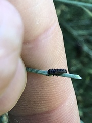 Coccinellidae
