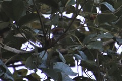 Hylophilus poicilotis