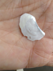 Heteroclidus punctatus