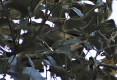 Hylophilus poicilotis