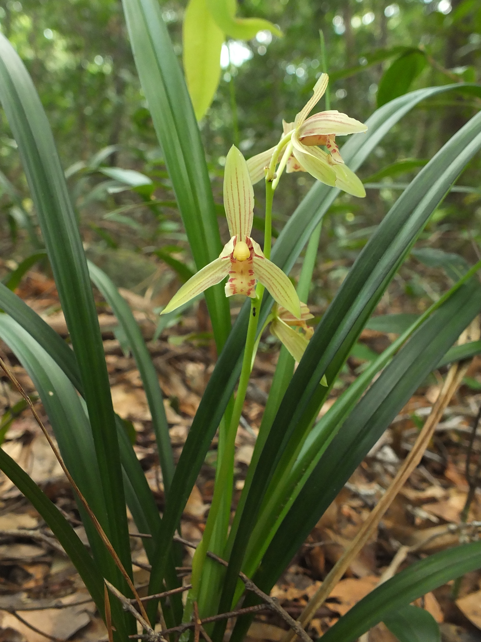 Golden-Thread Orchid (Cymbidium ensifolium)