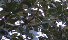 Hylophilus poicilotis