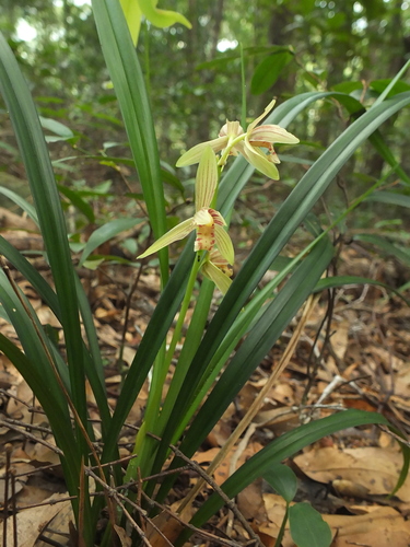 Cymbidium ensifolium, photograph 2
