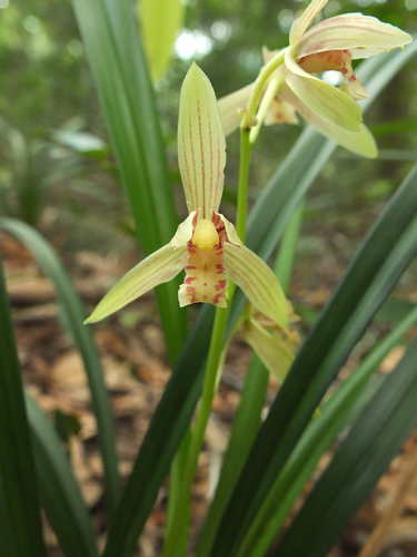 Golden-thread Orchid