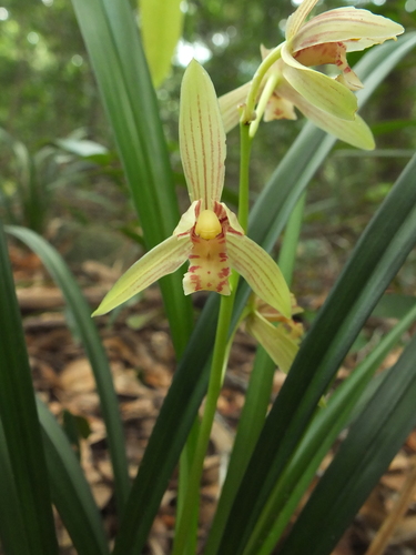 Cymbidium ensifolium, photograph 4