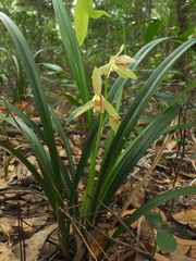 Cymbidium ensifolium