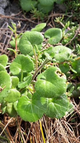 Image of Cineraria geifolia by (c) magriet b, some rights reserved (CC BY-SA)