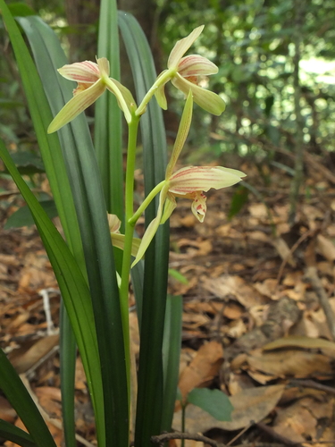 Cymbidium ensifolium, photograph 6